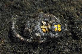 Attēlu rezultāti vaicājumam “Nicrophorus vespilloides”