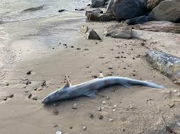 Image result for Furgaleus macki