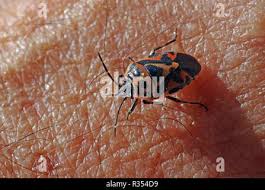 Attēlu rezultāti vaicājumam “Eurydema dominulus”