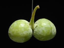 Attēlu rezultāti vaicājumam “Ginkgo biloba fruit”