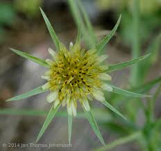 Attēlu rezultāti vaicājumam “Tragopogon heterospermus”