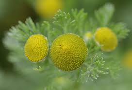 Attēlu rezultāti vaicājumam “Matricaria discoidea flower”