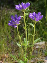 Attēlu rezultāti vaicājumam “Campanula glomerata leaf”