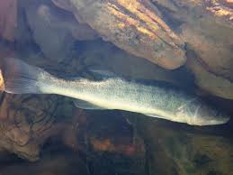 Image result for Sander canadensis/vitreus