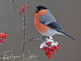 Attēlu rezultāti vaicājumam “Pyrrhula pyrrhula”