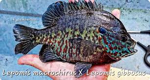 Image result for Lepomis gibbosus