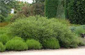 Attēlu rezultāti vaicājumam “Betula nana”