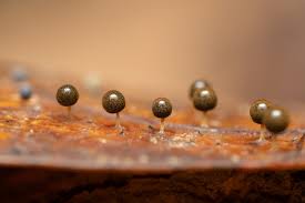 Attēlu rezultāti vaicājumam “Physarum psittacinum”