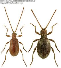 Attēlu rezultāti vaicājumam “Ptinus sp. male”