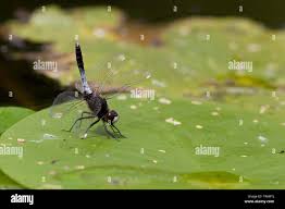 Attēlu rezultāti vaicājumam “Leucorrhinia caudalis male”