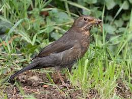 Attēlu rezultāti vaicājumam “Turdus merula female”