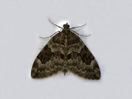 Attēlu rezultāti vaicājumam “Anticollix sparsata”