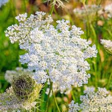 Attēlu rezultāti vaicājumam “Carum carvi flower”