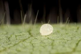 Attēlu rezultāti vaicājumam “Trichoptera egg mass”