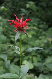 Image result for Monarda didyma