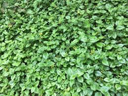 Attēlu rezultāti vaicājumam “Lamiastrum galeobdolon bud”