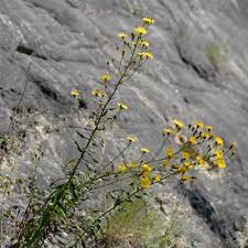 Attēlu rezultāti vaicājumam “Hieracium umbellatum bud”