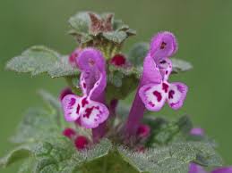Attēlu rezultāti vaicājumam “Lamium amplexicaule flower”