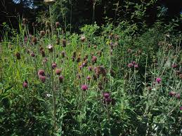 Attēlu rezultāti vaicājumam “Cirsium heterophyllum leaf”