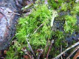 Attēlu rezultāti vaicājumam “Campylopus pyriformis”