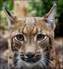 Image result for Lancashire Lynx