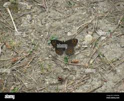 Attēlu rezultāti vaicājumam “Lasiommata petropolitana”