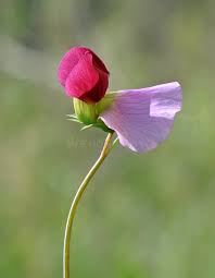 Attēlu rezultāti vaicājumam “Pisum sativum flower”