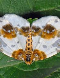 Attēlu rezultāti vaicājumam “Abraxas sylvata imago”