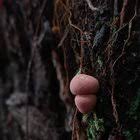 Attēlu rezultāti vaicājumam “Lycogala persicum”