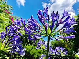 Attēlu rezultāti vaicājumam “Centaurea jacea flower”