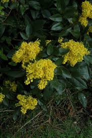 Attēlu rezultāti vaicājumam “Mahonia aquifolium flower”