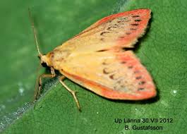 Attēlu rezultāti vaicājumam “Miltochrista miniata”