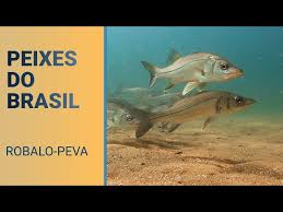 Image result for Centropomus parallelus