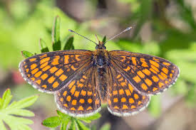 Attēlu rezultāti vaicājumam “Mellicta athalia”