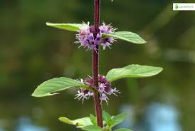 Attēlu rezultāti vaicājumam “Mentha x verticillata leaf”