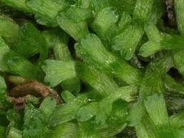 Attēlu rezultāti vaicājumam “Riccia cavernosa”