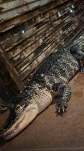 Image result for Alligator mississippiensis