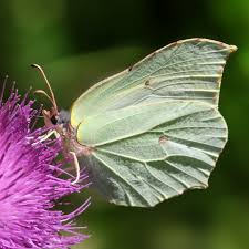 Attēlu rezultāti vaicājumam “Gonepteryx rhamni female”