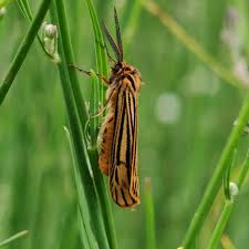 Attēlu rezultāti vaicājumam “Spiris striata”