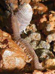 Attēlu rezultāti vaicājumam “Oniscoidea”