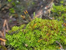 Attēlu rezultāti vaicājumam “Tortella tortuosa”