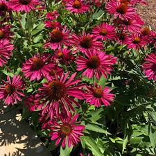 Image result for Echinacea Lustre hybrids