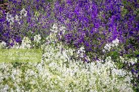Attēlu rezultāti vaicājumam “Consolida regalis flower”
