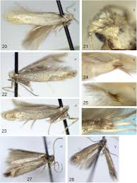 Attēlu rezultāti vaicājumam “Tischeriidae”