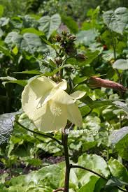 Image result for Abelmoschus moschatus