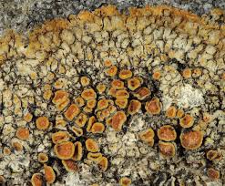 Attēlu rezultāti vaicājumam “Caloplaca scopularis”