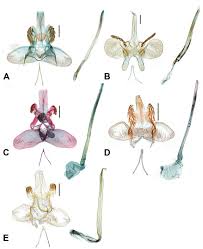 Attēlu rezultāti vaicājumam “Argyresthiidae”