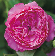 「ソニア・パレス」の画像検索結果