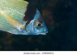 Image result for Diplodus vulgaris