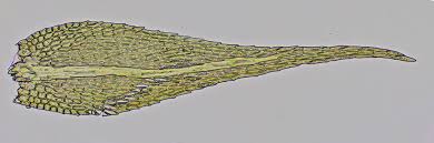 Attēlu rezultāti vaicājumam “Herzogiella seligeri”